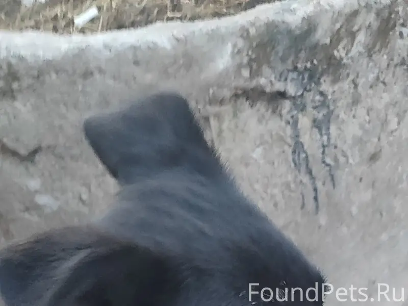 Найден пёс в кожаном ошейнике, Торики