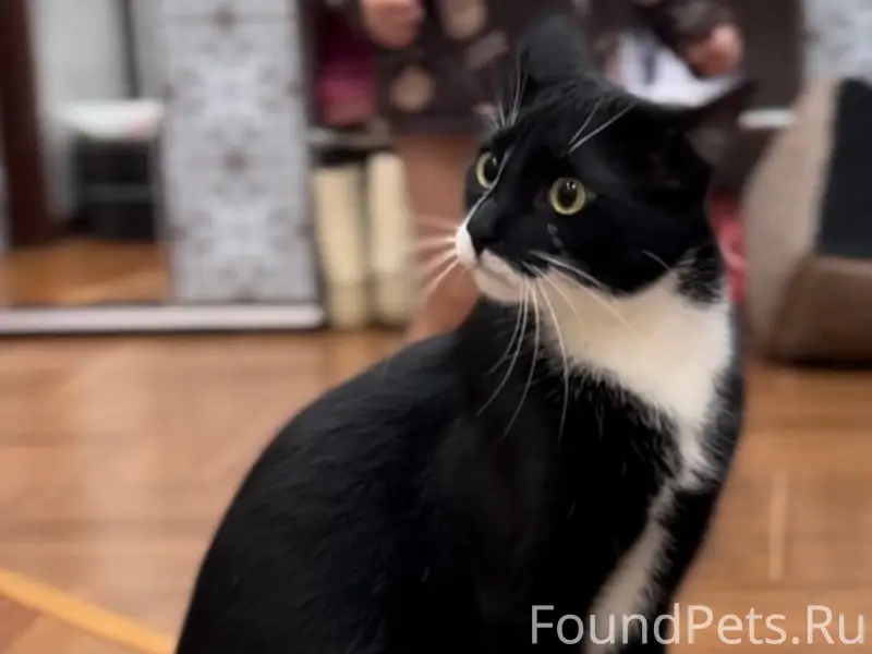 Пропал кот Тишка, Товарково