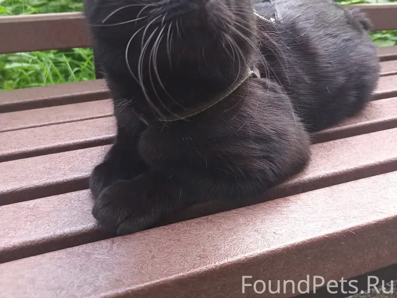 Потерялся черный бобтейл
