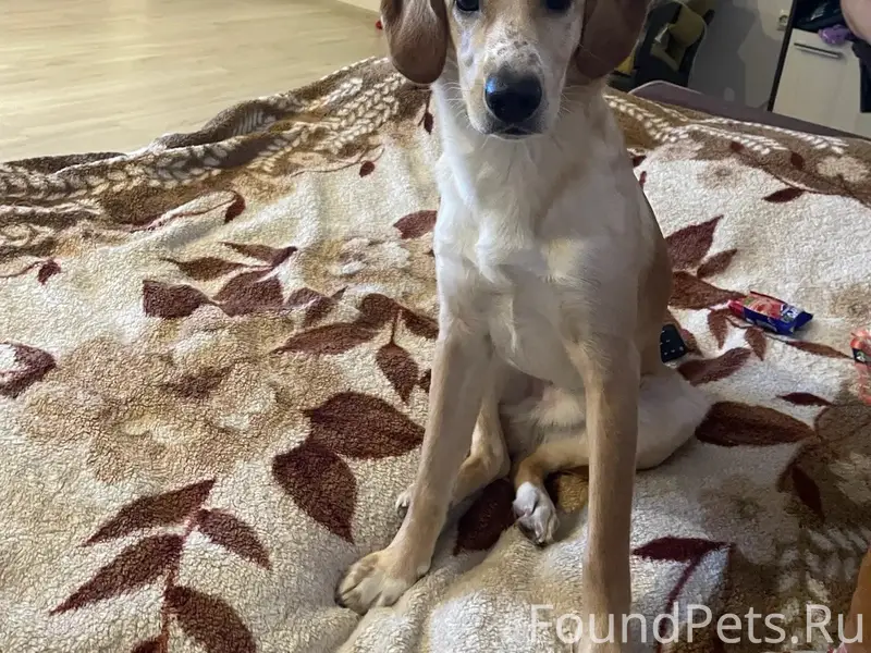 Пропал спаниель, поселок Алтыново