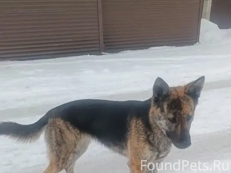 Найден щенок, район Одесская-Расковой-Совхозная