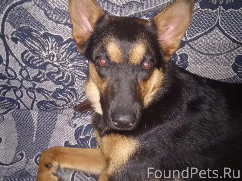 Пропала собака Джесси, Нижний Новгород