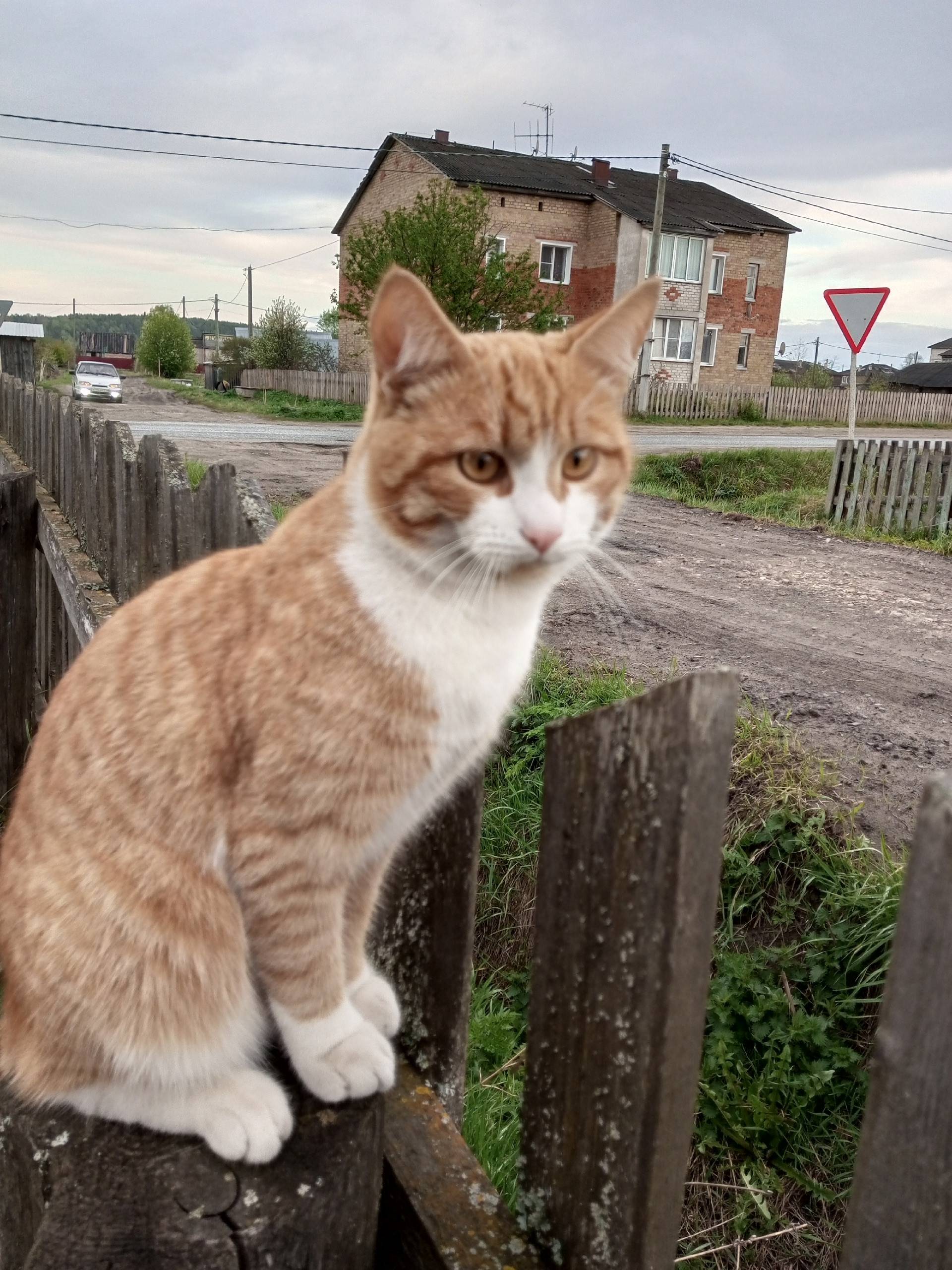 Пропал кот Леопольд