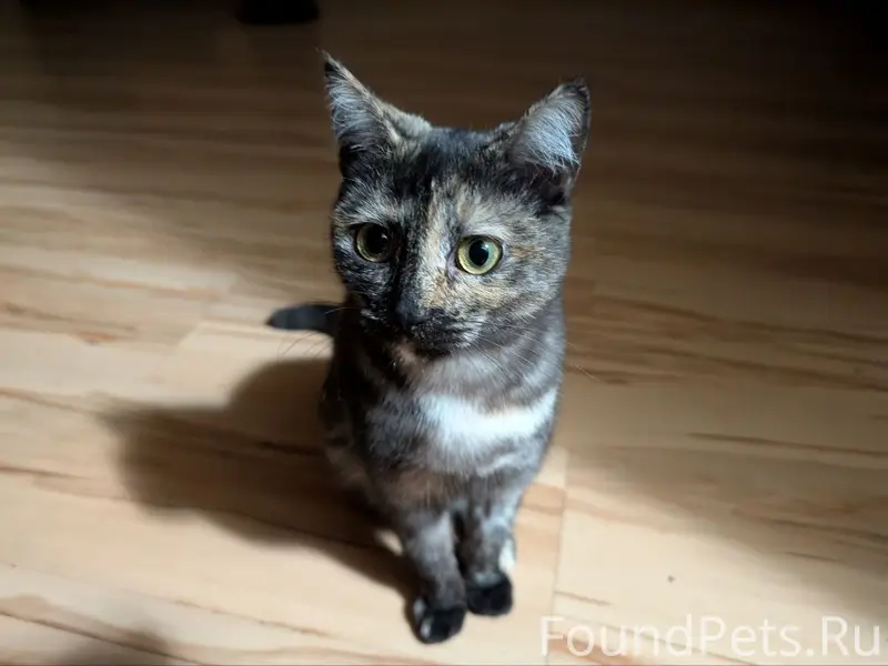 Пропала кошка Ася, ул. Авиационная, Симферополь