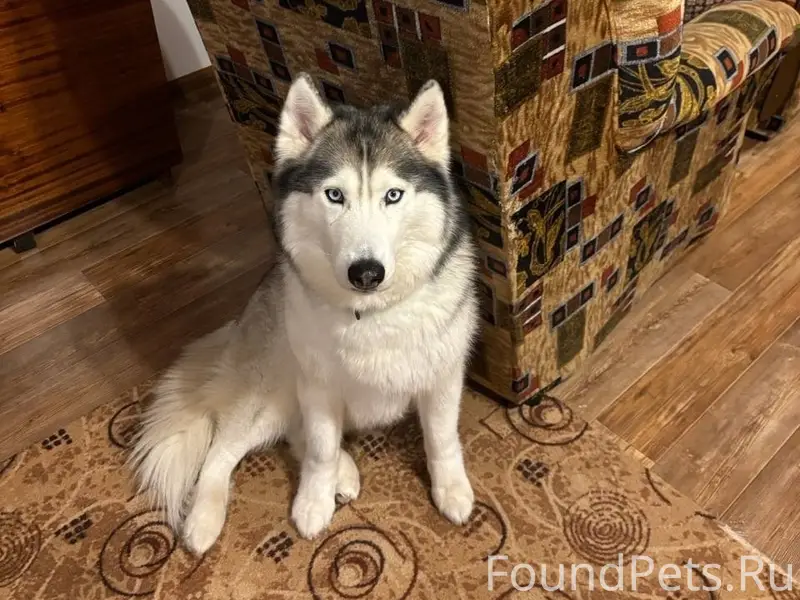 Пропала хаски северная, деревня Золотово