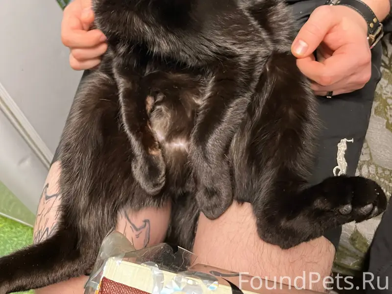 Пропали два чёрных кота