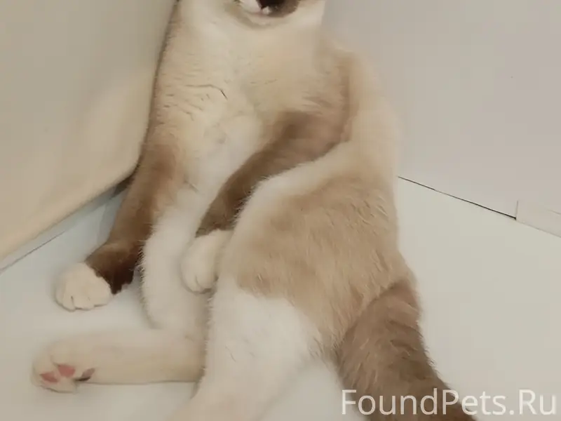 Пропал кот, Бажова 15