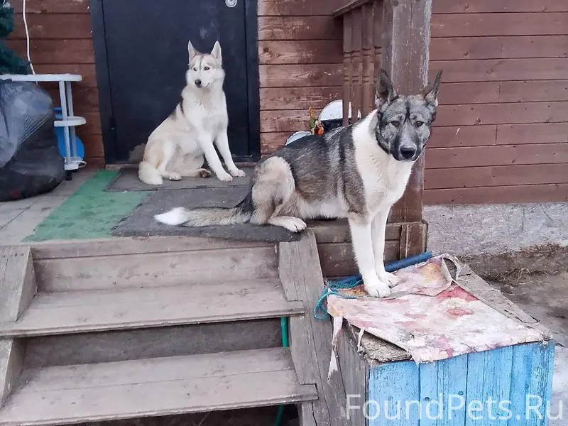 Пропали лайка Боня и метис Буся, Чечулино