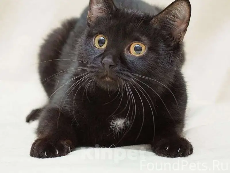 Пропал чёрный кот, район Аргамач