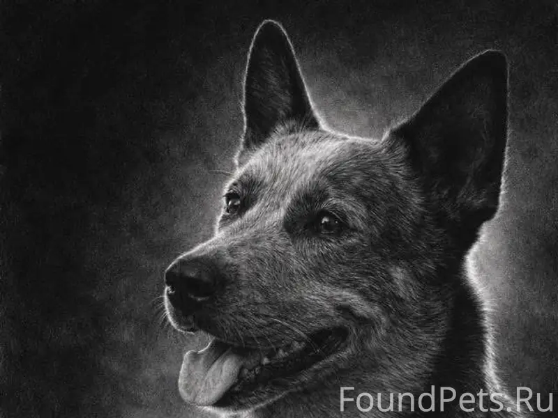 Пропала собака Боня