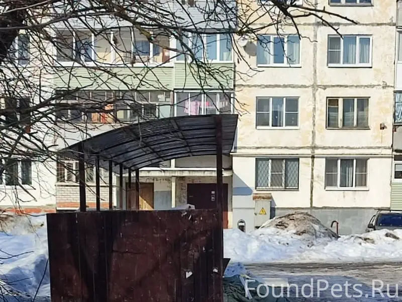 Найден крупный пёс в шлейке, Приборы