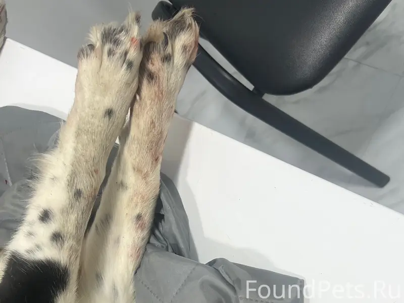 Найденна сбитая собака, трасса рядом с Каратабаном