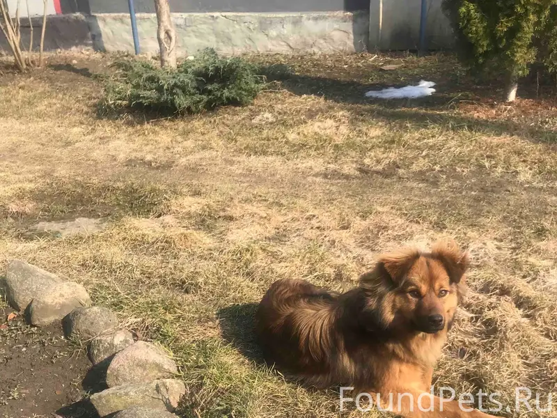 Найден пёс, улица Горького