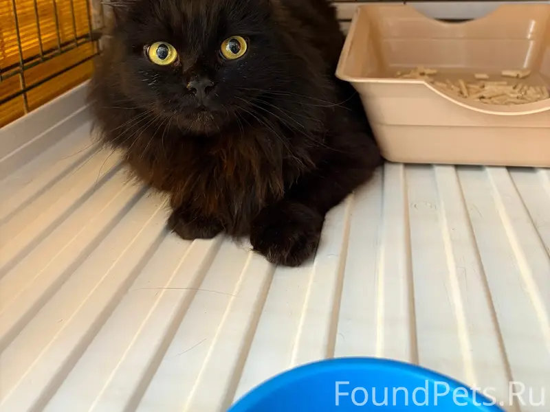 Найдена кошка Пуша, Выхино