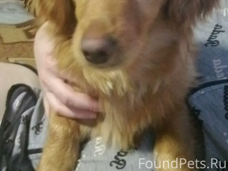 Пропал домашний любимец Макарино, Городищна