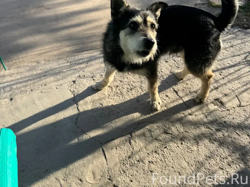 Найден пёс, район тц Максимум