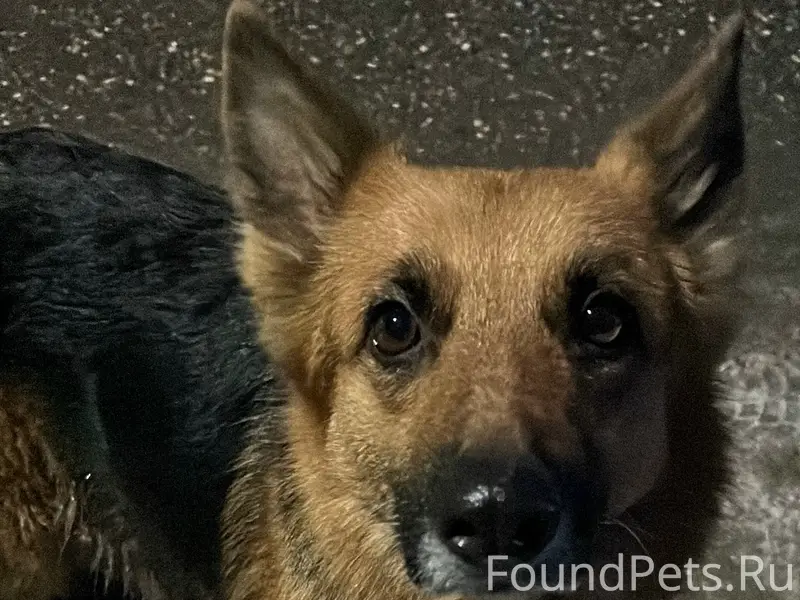 Пропала собака, рабочий посёлок