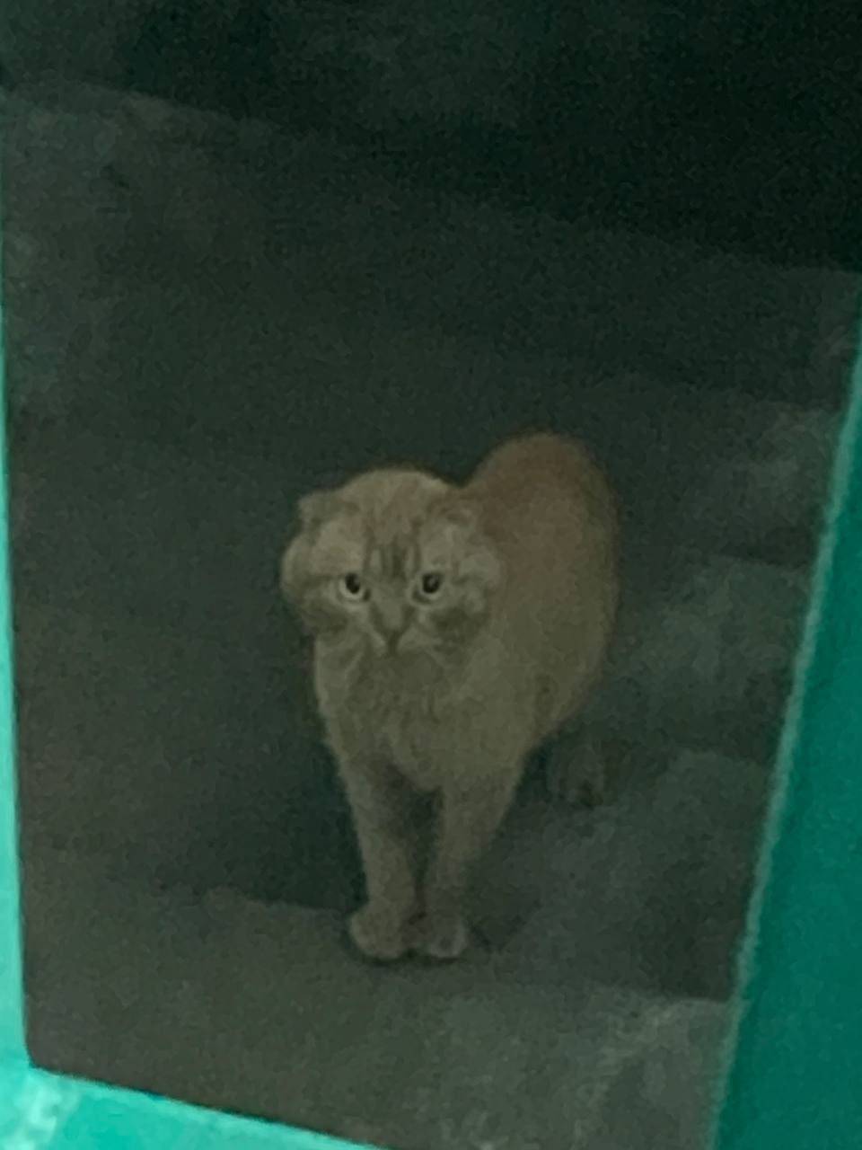 Друзья, котику разыскали хозяев! И это...