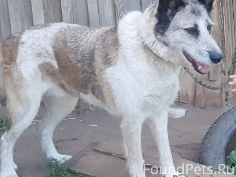 Пропала собака Лада, неизвестно место пропажи