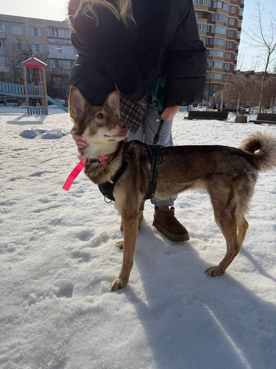 Найден щенок, Подмосковные Островцы