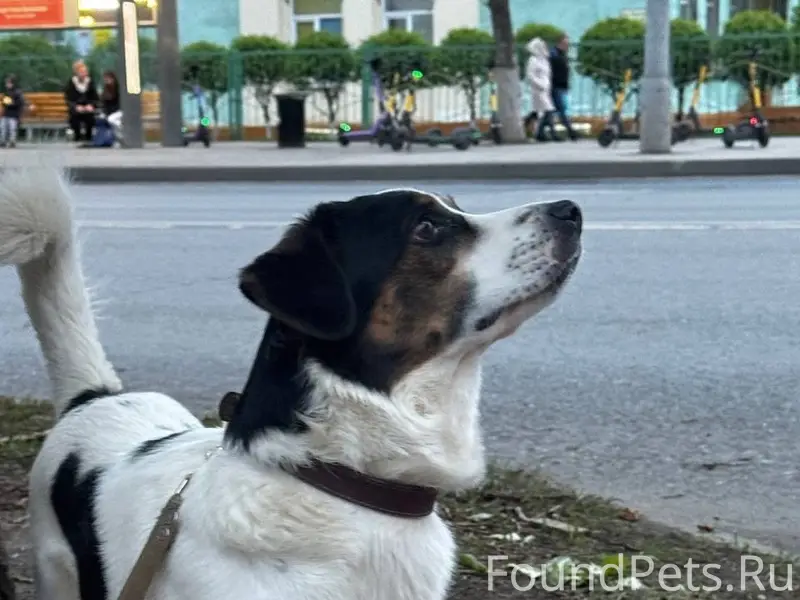 Пропал кобель, белый с черными и коричневыми пятнами, район ул. Дьяконова