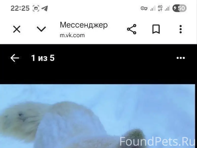 Пропала хаски, Раменское