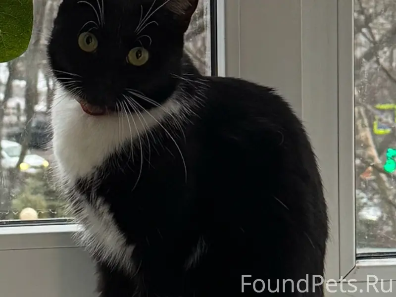 Пропала кошка, индустриальный район