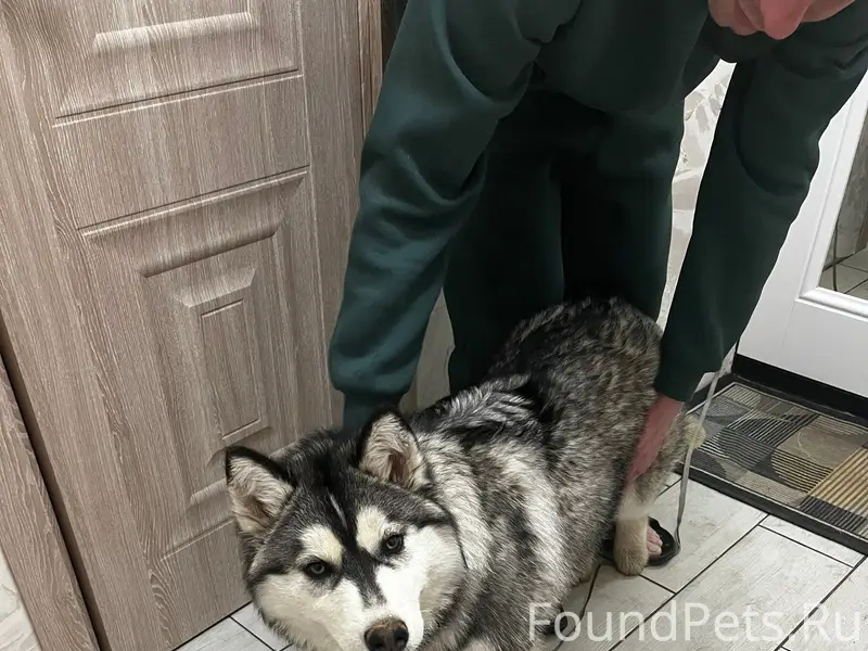 Найден тип собака, Попова 113Г