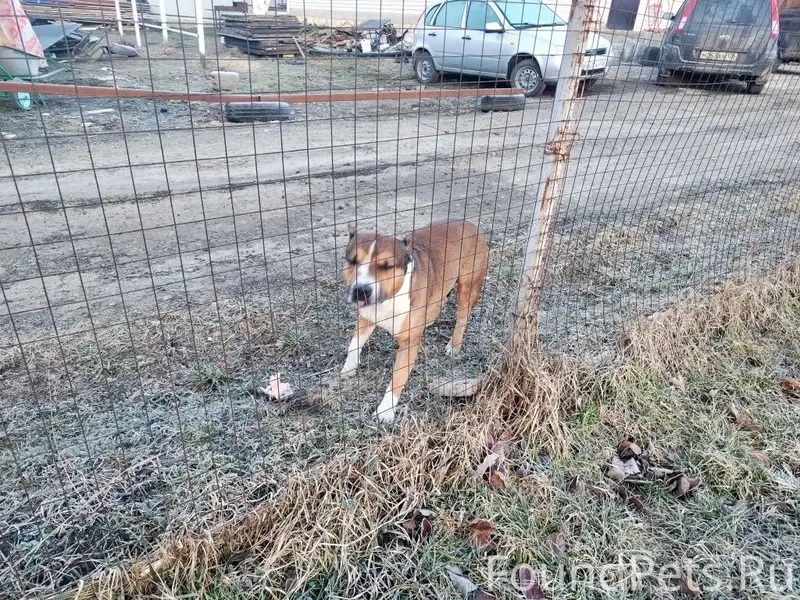 Найден пёс с купированными ушами и хвостом