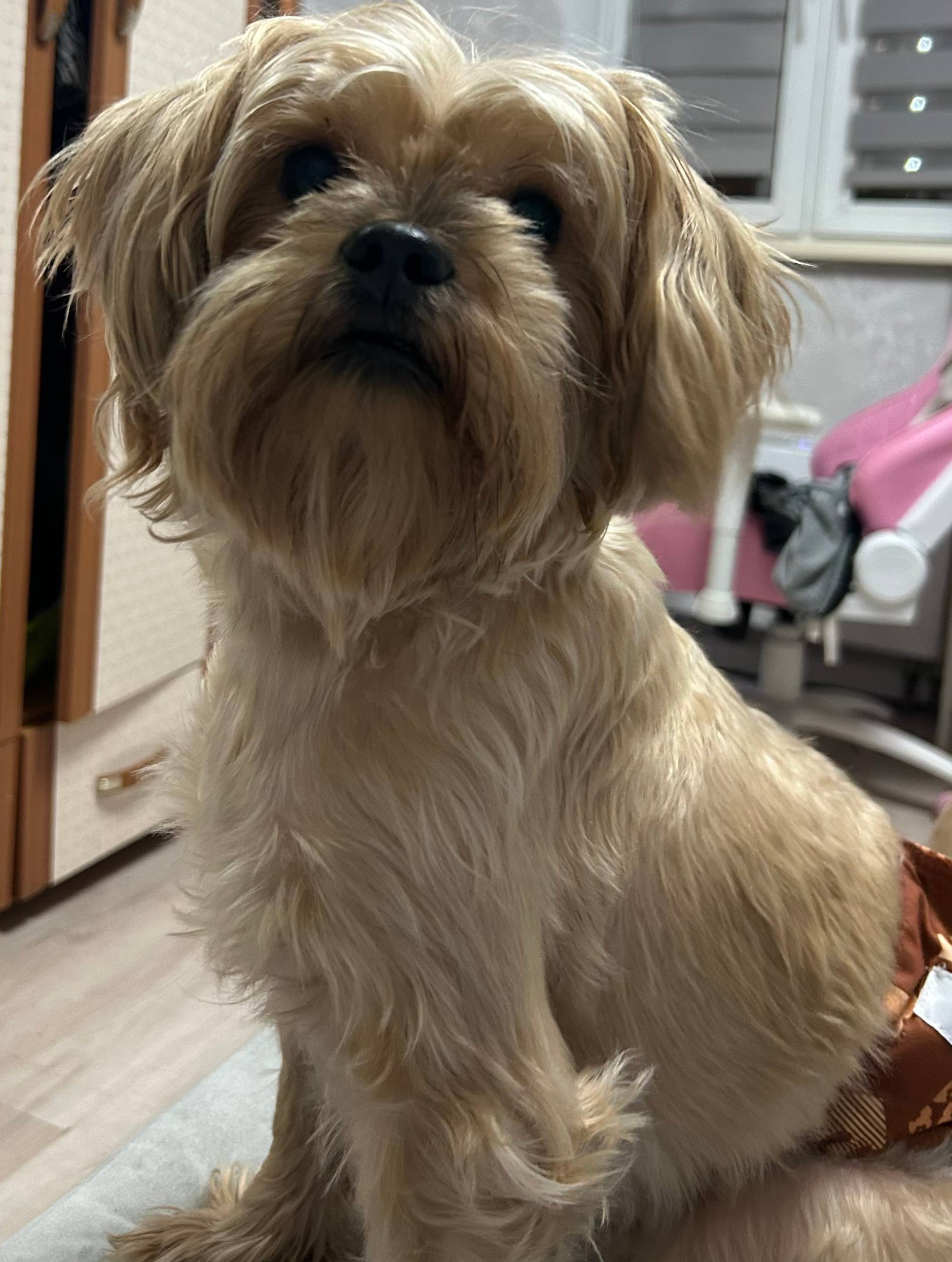 Пропал метис йорка Ричи, Екатеринбург