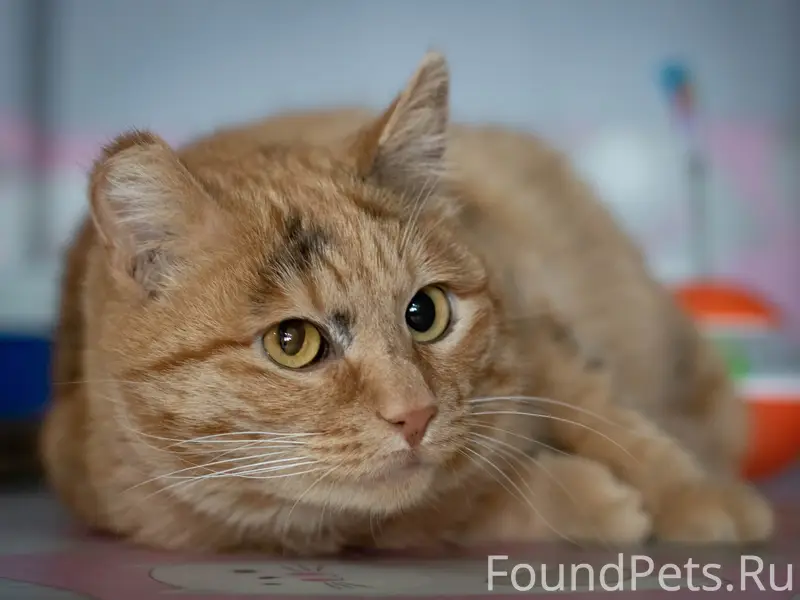 Найдена кошка Лучана, п. Емельяново