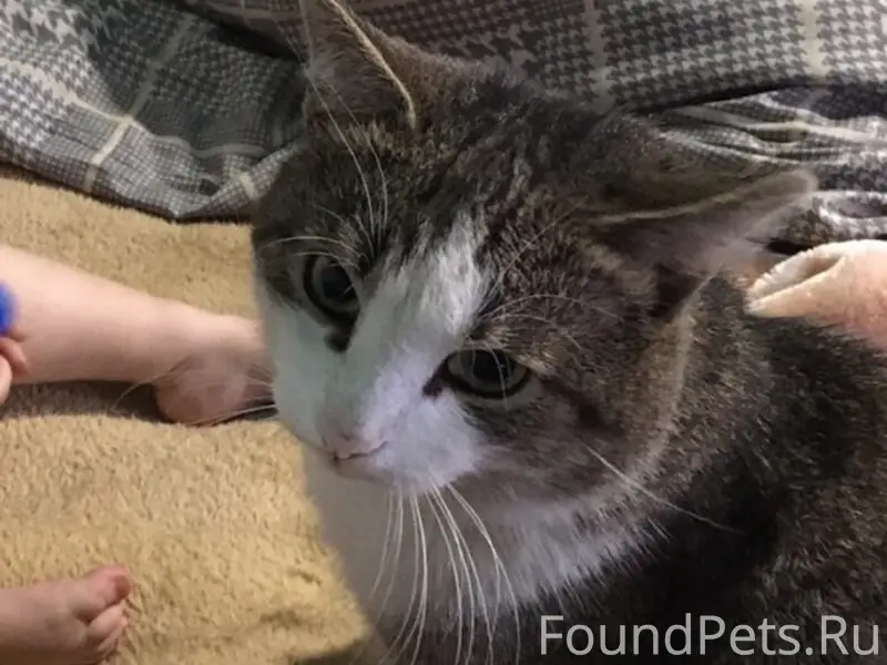 Пропали коты, Придорожная-Строителей