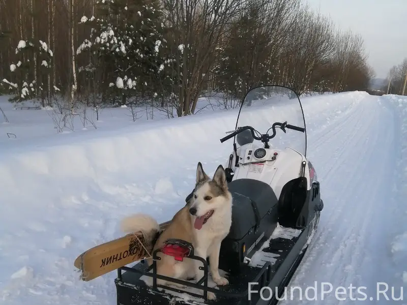Пропала собака,