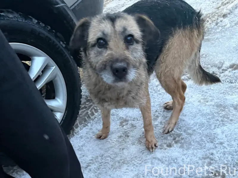 Найден пёс, местоположение неизвестно