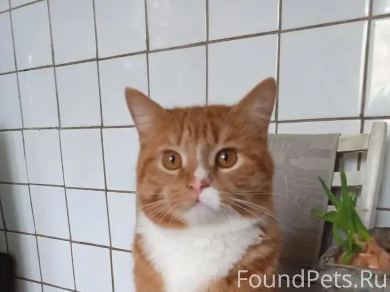 Пропал кот Кузя, ул. Цветочная