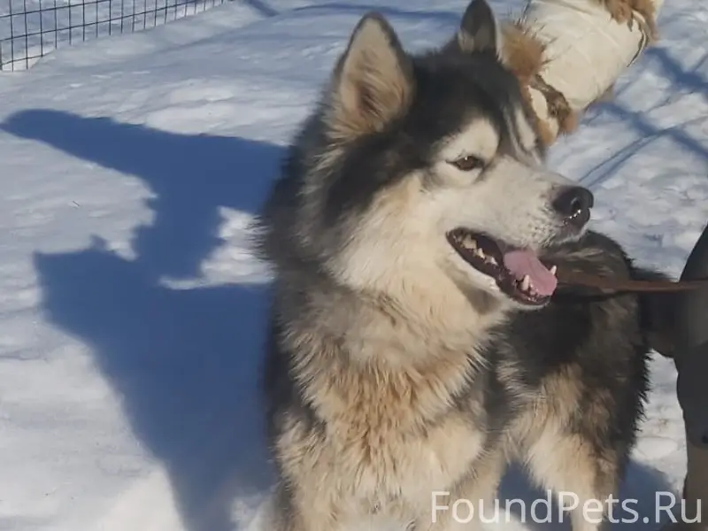 Найден щенок, розовый ошейник, Музей Поленово