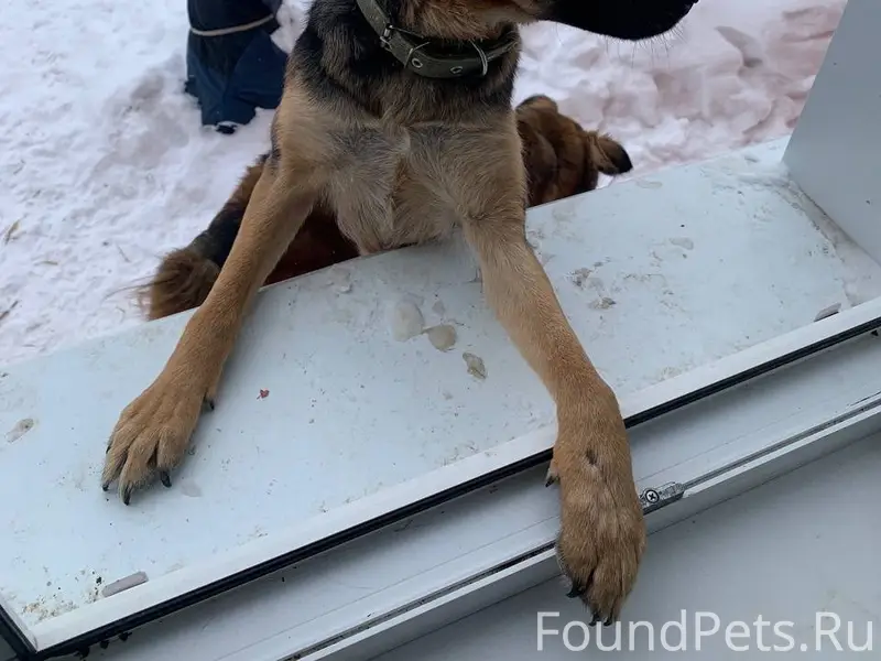 Пропала собака Ларка, район Гая