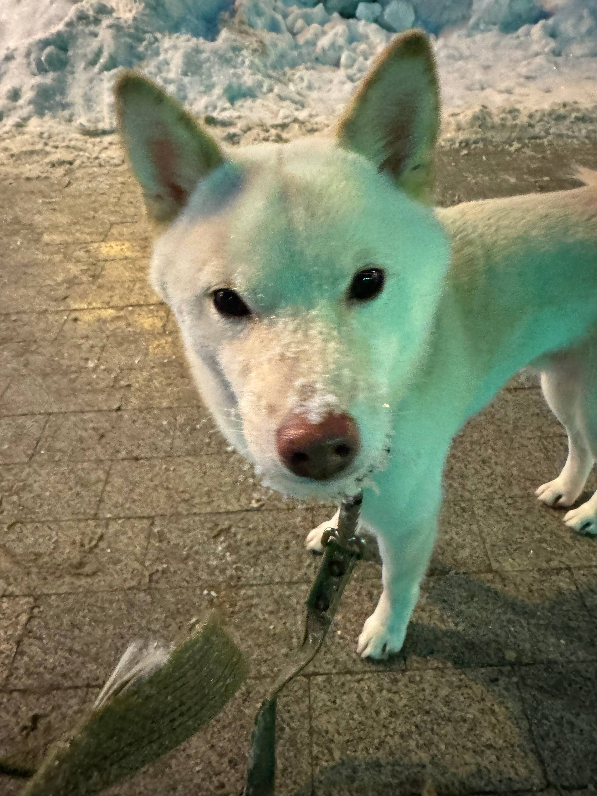 Пропал пёс, горсад и окрестности