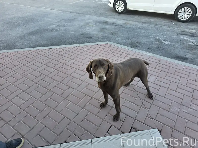 Найден пёс, Ростовское шоссе 12