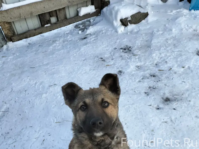 Найден щенок, район ул. Станционной