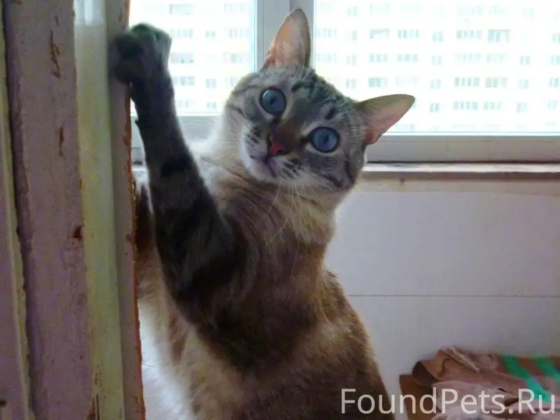 Пропал кот Кай, Пр-т Кирова