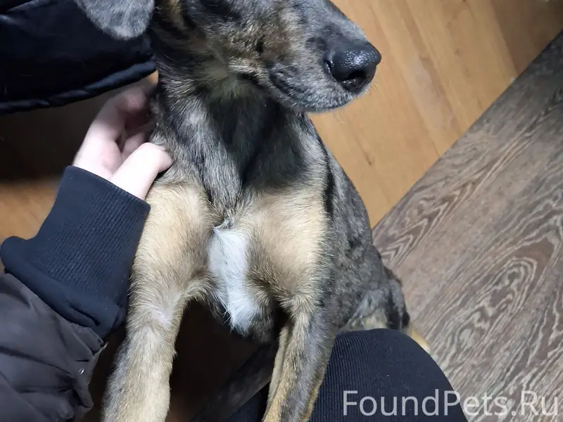 Найдена собака, ОбьГЭС