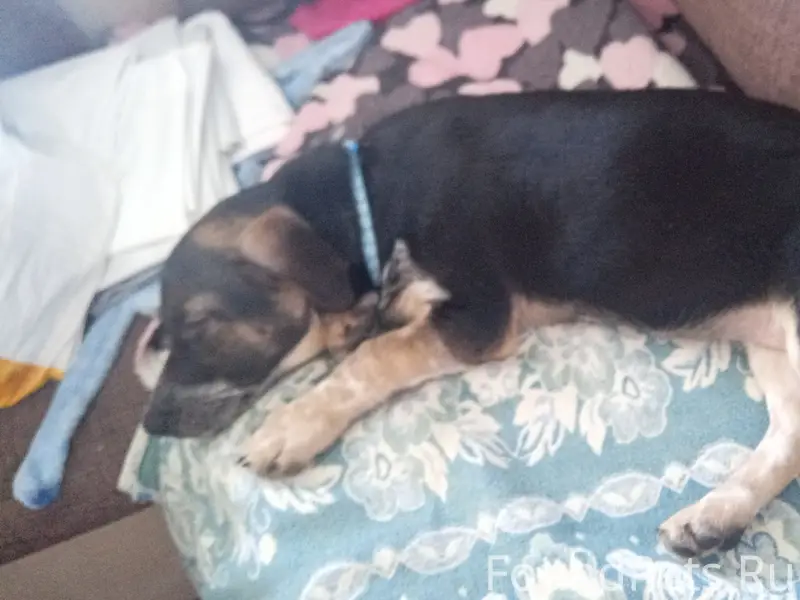 Пропала собака, пр. Ленина 120б