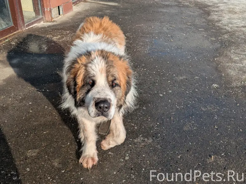 Найденна собака в ошейнике, хозяин найдись