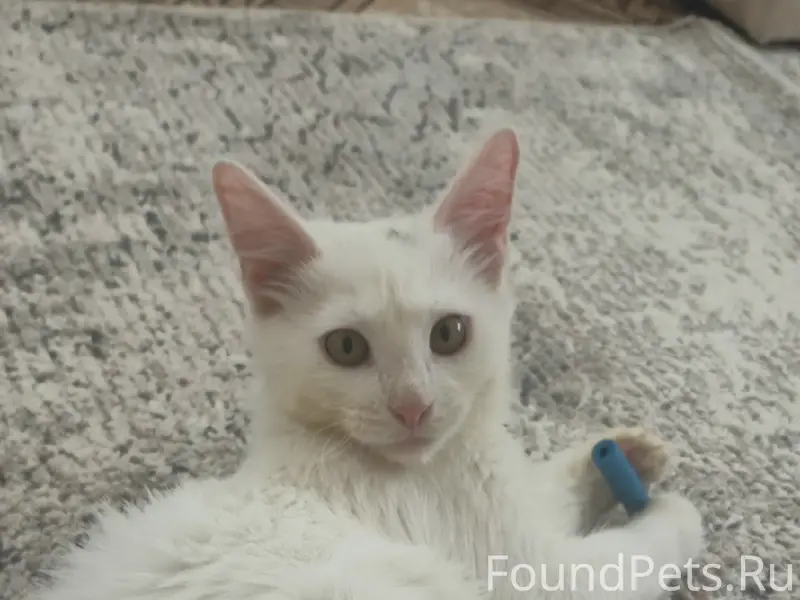 Пропал кот, Ворсма