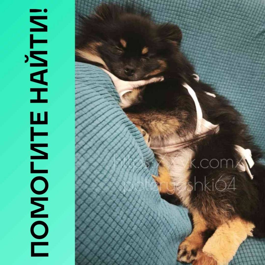 Пропала немецкая шпица, Саратов, Октябрьский район