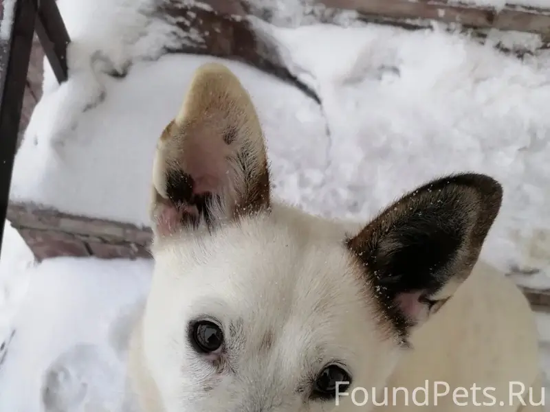 Пропала собака Бима, улица Лесозащитная