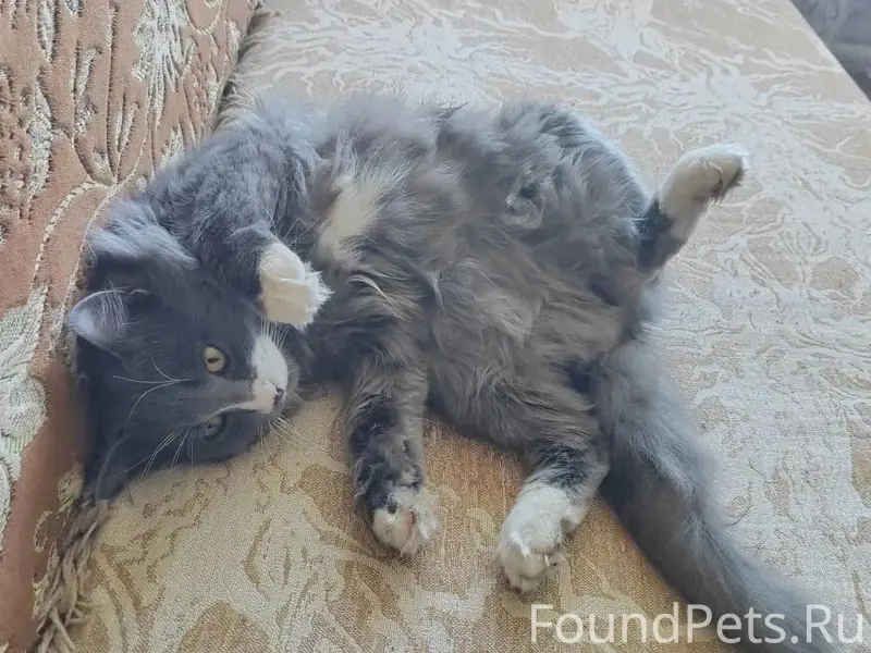 Пропал кот Пушок, пер. Энергетиков