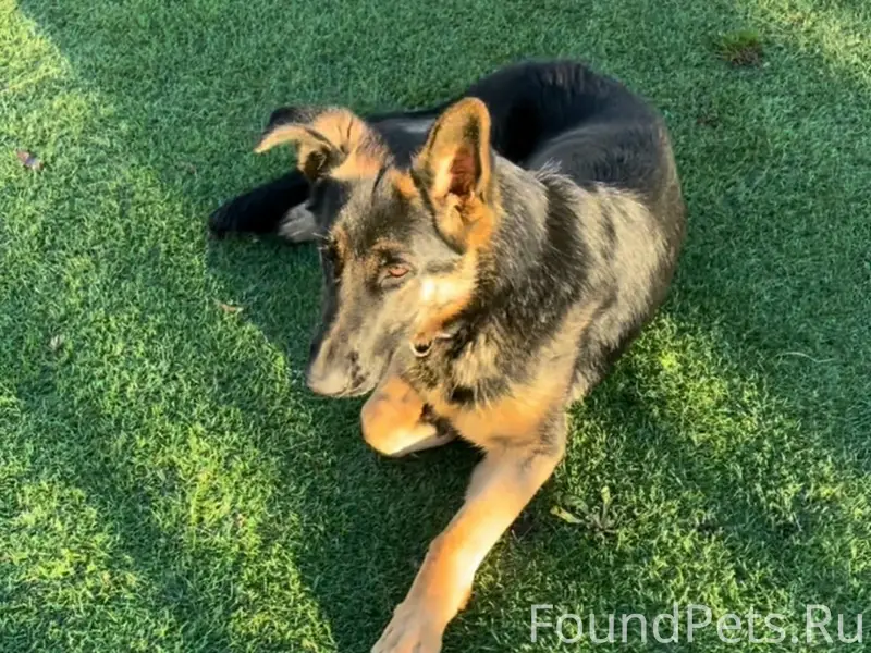 Пропала немецкая овчарка Шерри, Новая Мельница