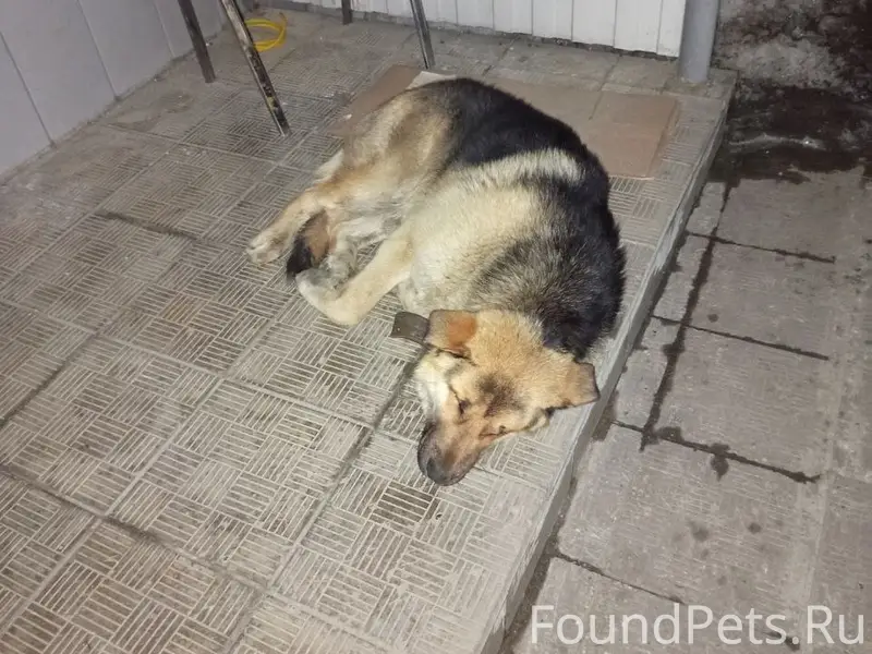 Найденна собака, [место: Старицкое шоссе]